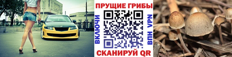 Галлюциногенные грибы прущие грибы  Северо-Курильск 
